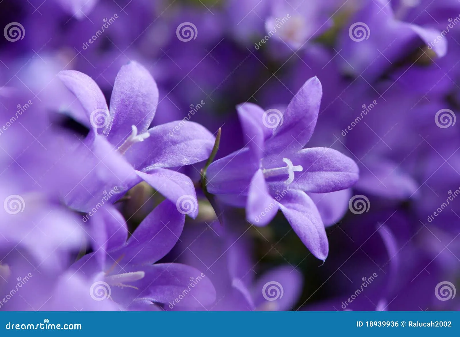 Campanula De Color De Malva Violeta Imagen de archivo libre de ...