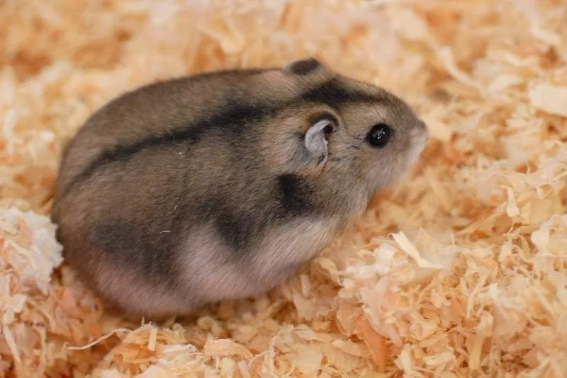 Campbell's dwarf hamster - Wikipedia, the free encyclopedia