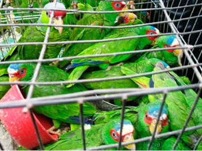 CAMPECHE Y SU MERCADO ILEGAL DE PERICOS | Campeche.com.mx