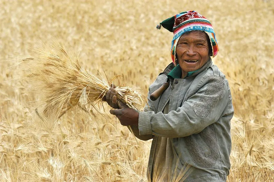 campesino cutting wheat. Republic of Bolivia. by Eric Bauer ...