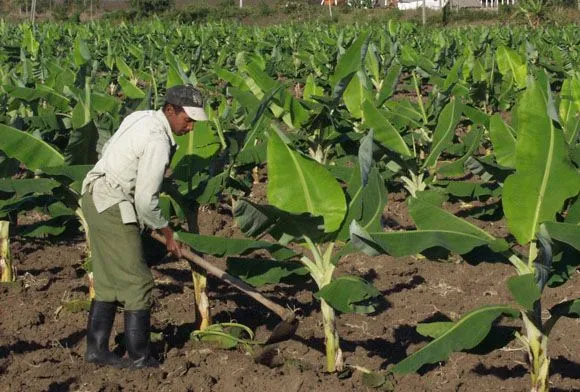 Día del campesino: los que le sacan el fruto a la tierra | Cubadebate