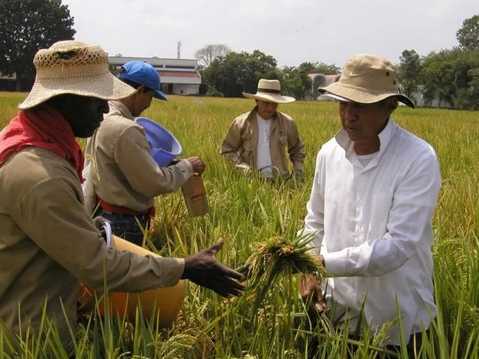 Campesinos insisten en conocer acuerdo de tierras | Tierras | EL ...