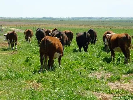 Venta de campo agrícola-ganadero, 139 hás en Florida, sobre costas ...