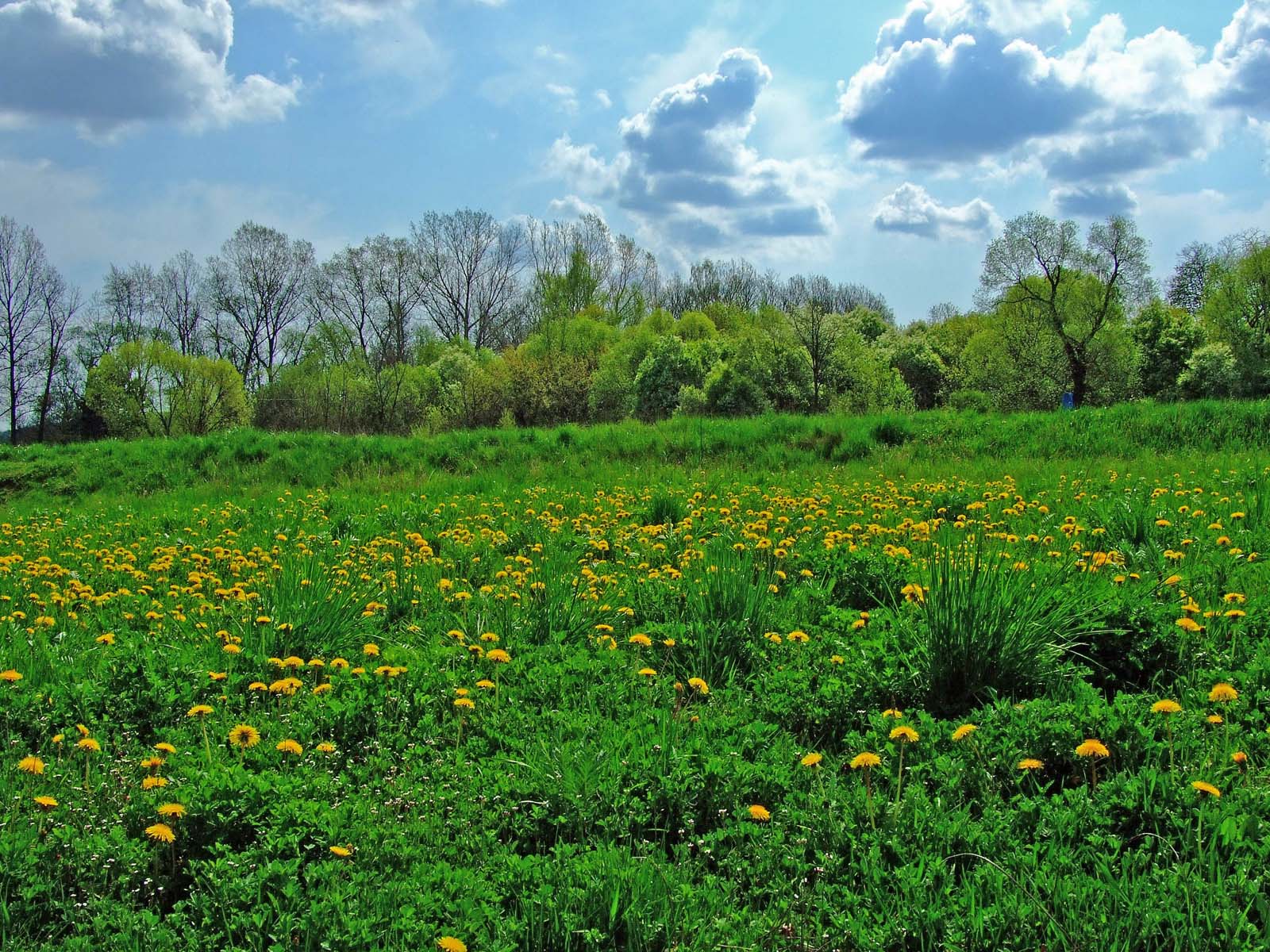 Campo com Flores - Paisagens - PAPEL DE PAREDE - Wallpaper Free ...