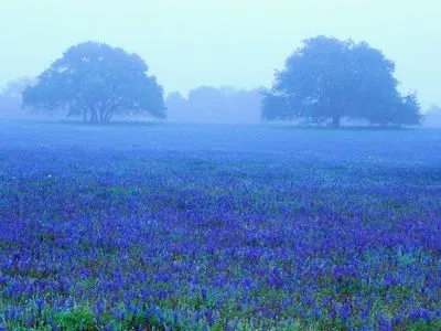 Campo de flores azules Lámina fotográfica por Darrell Gulin en ...