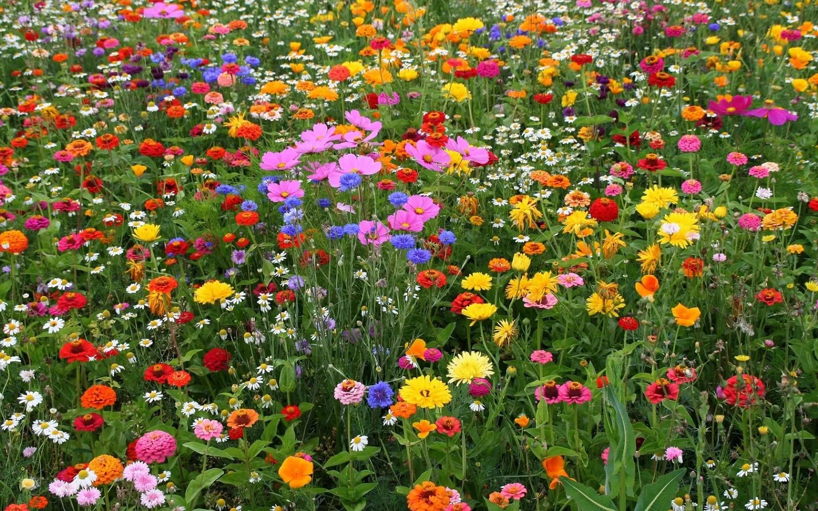 Campo de flores | Fotos Bonitas de Amor | Imágenes Bonitas de Amor