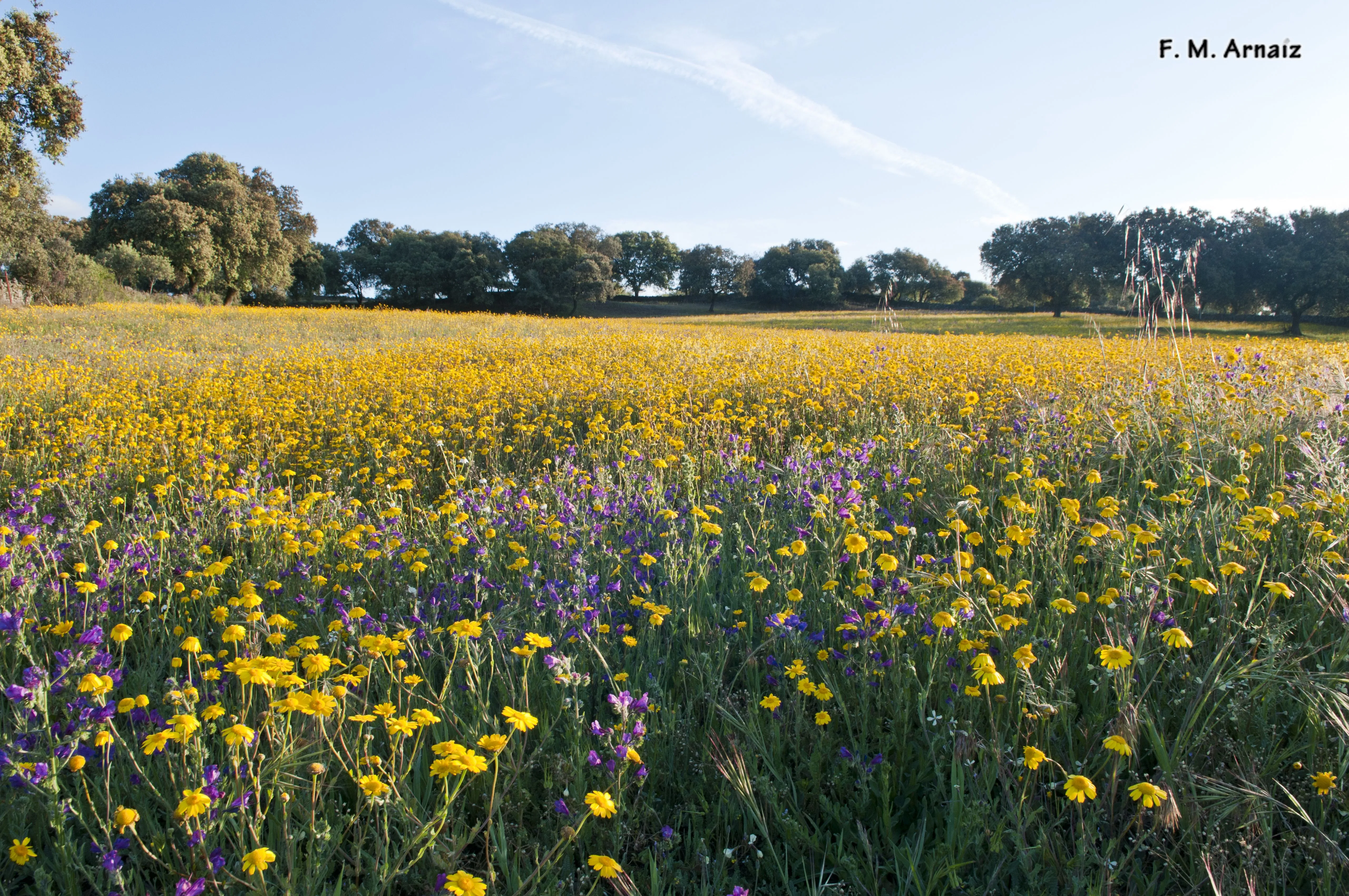 Campo de flores de primavera | elinstrumentista