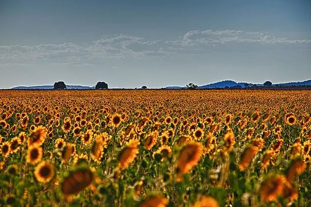 Campo de girasoles | Flickr - Photo Sharing!