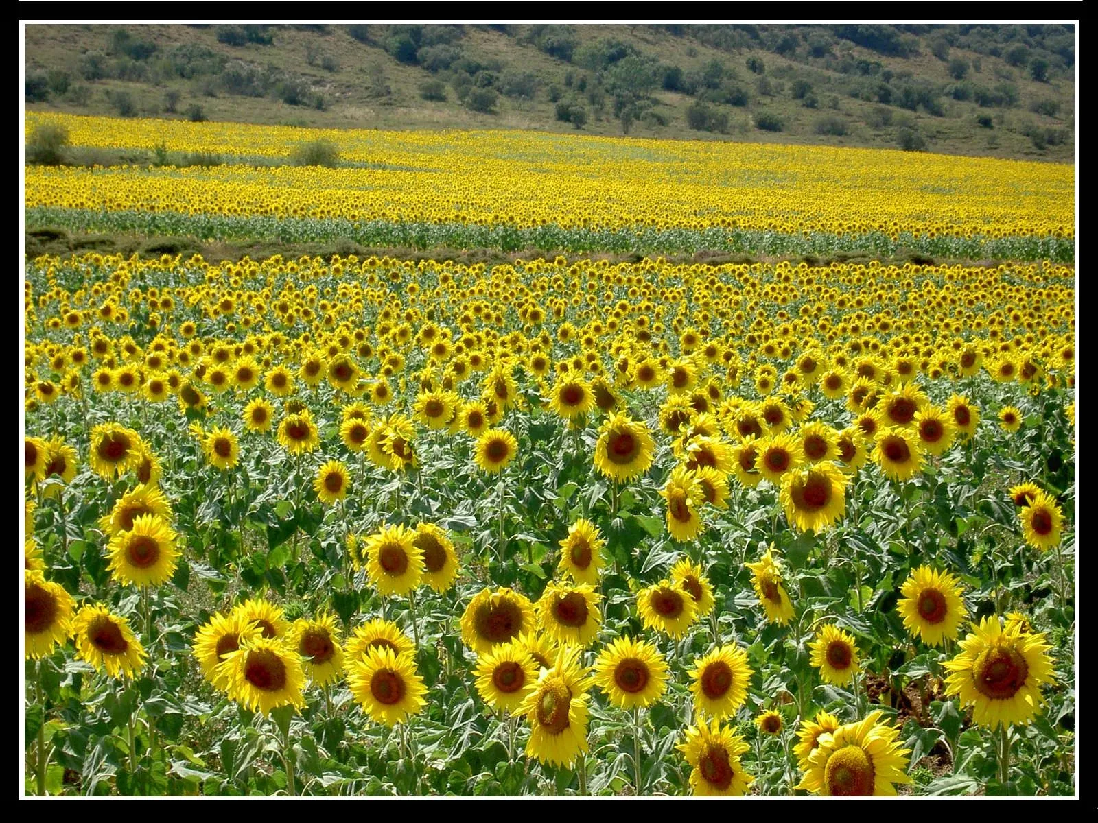 Campo de Girasoles | fotos de Artística