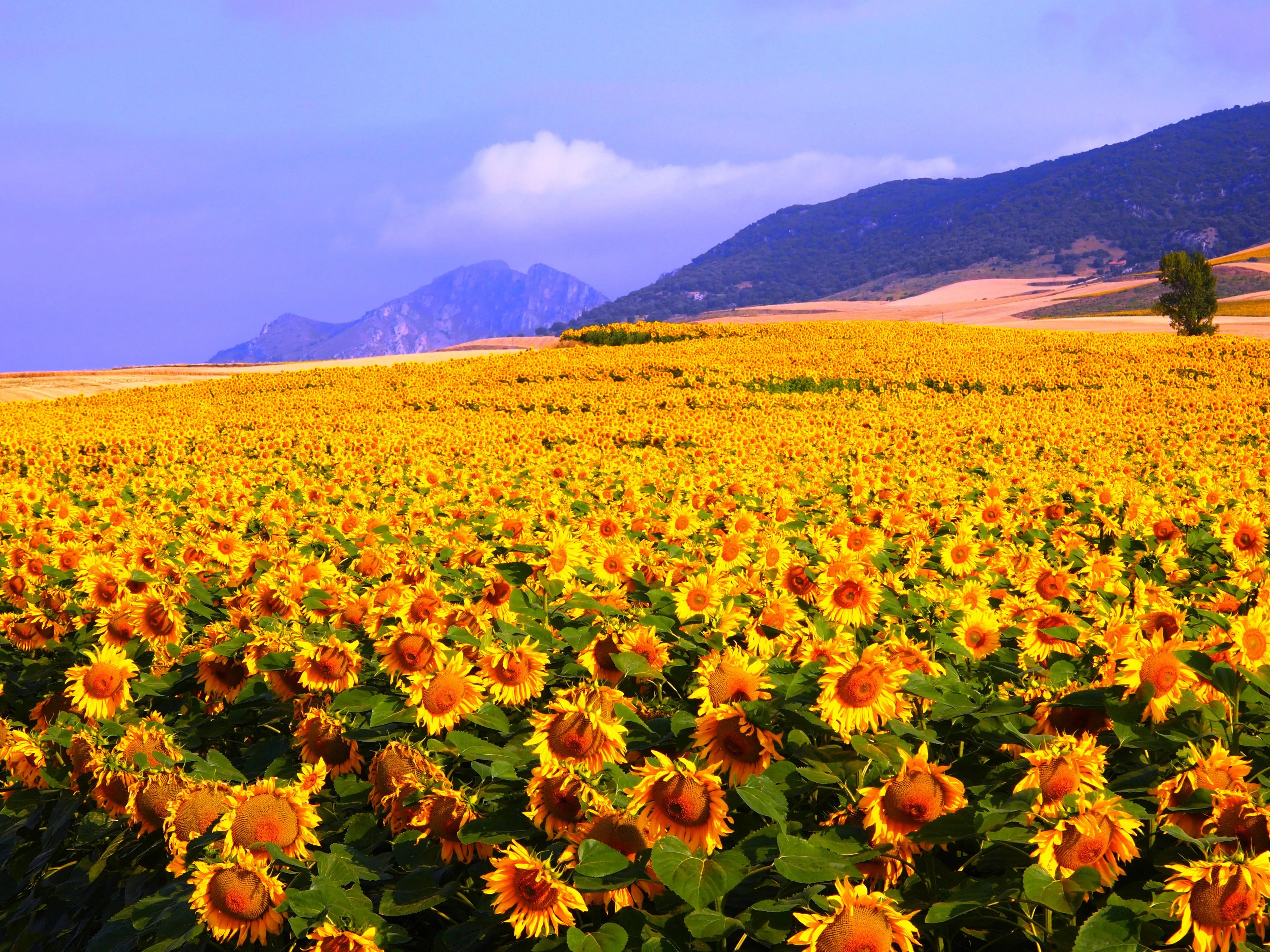 Campo de Girasoles | fotos de La foto del verano 2010