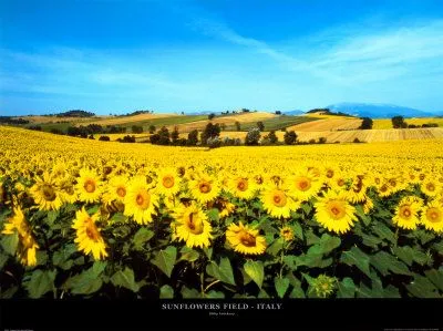 Campo de girasoles, Umbria Láminas por Philip Enticknap en AllPosters.