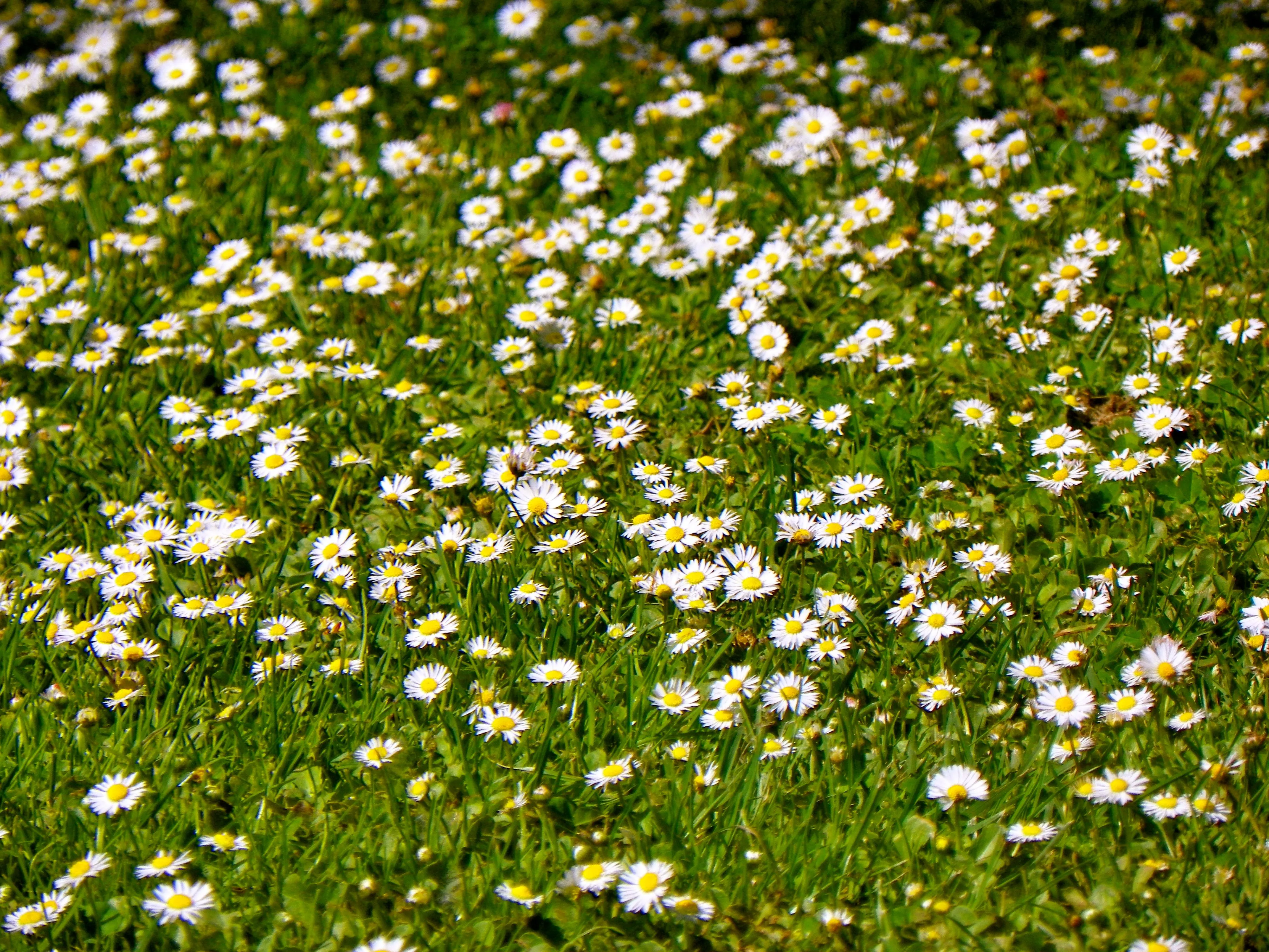 Campo de margaritas | fotos de Otros