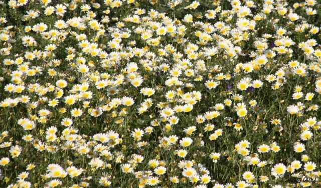 Campo de margaritas | fotos de Naturaleza