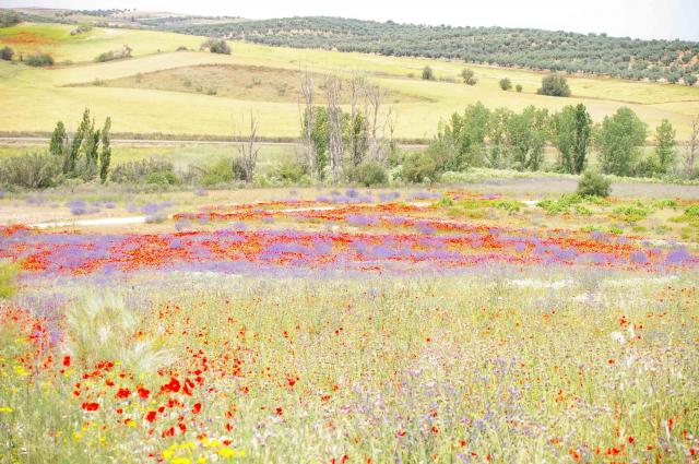 Nuestro campo en primavera