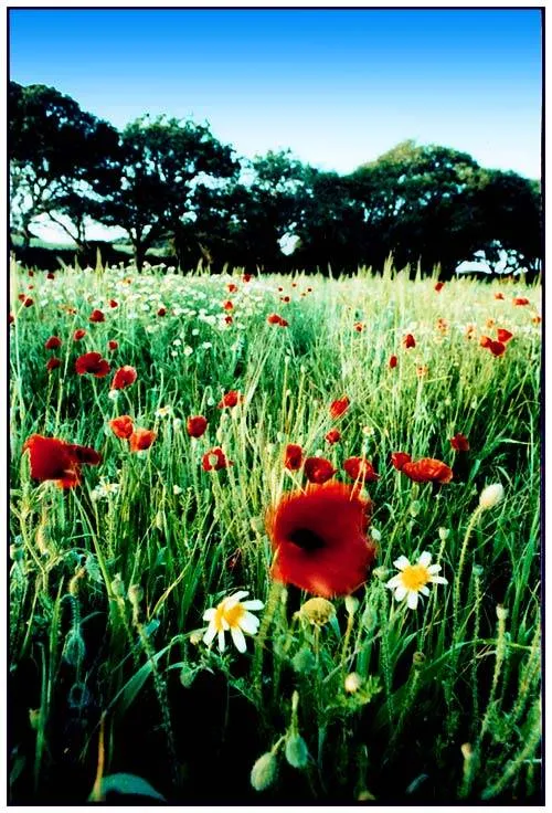 campo en primavera Joan Mercadal - Artelista.