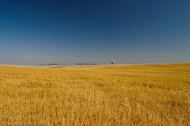 Campo de Trigo no Alentejo | Flickr - Photo Sharing!