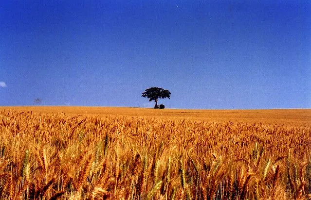 campo de trigo. | Flickr - Photo Sharing!