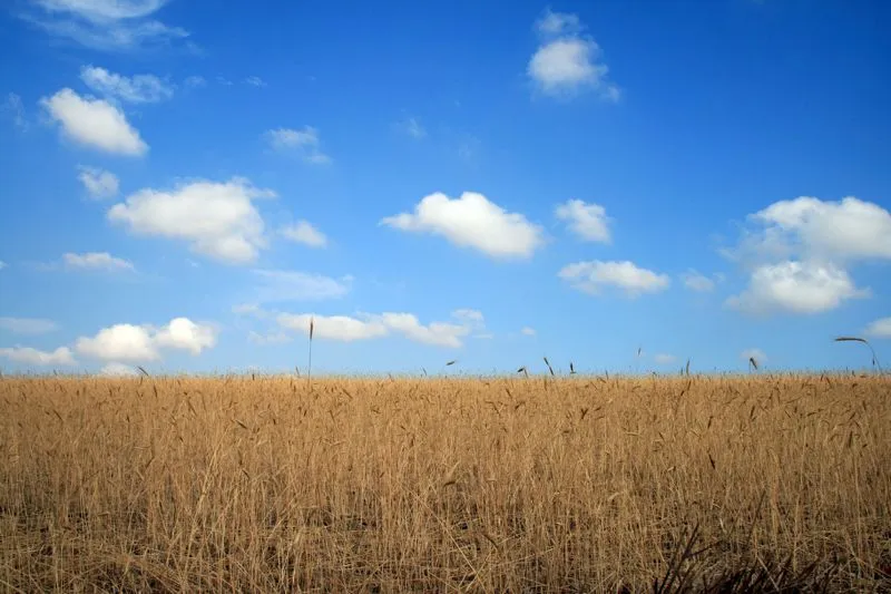 Campo de trigo - Imagui