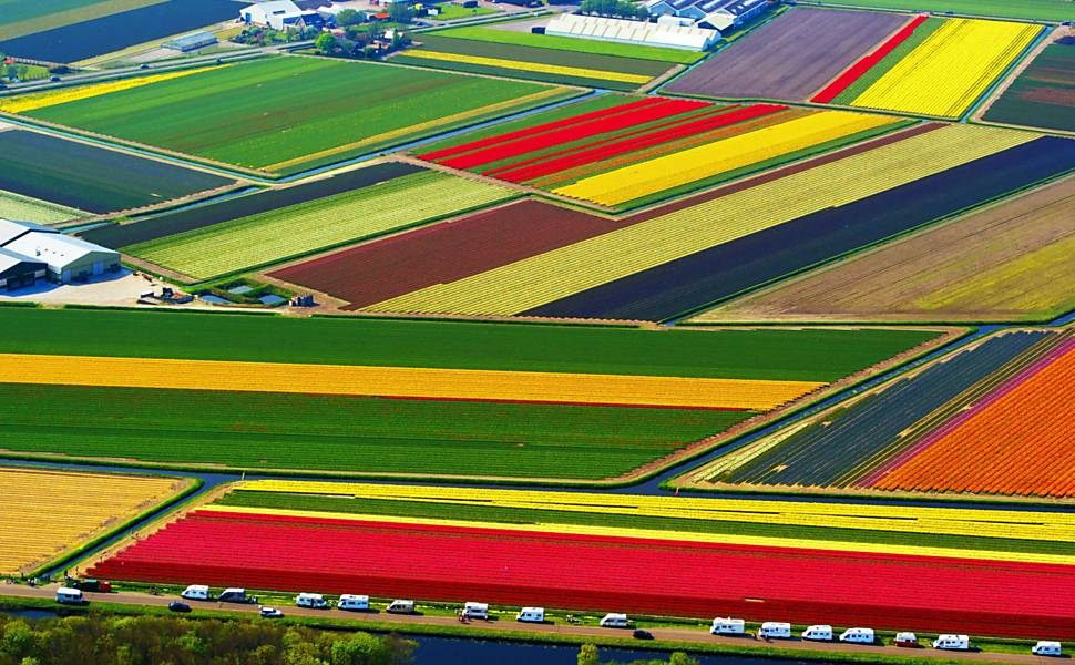 Campo de Tulipas | Cansei de Procurar