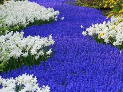 Campos de flores azules - Imagui