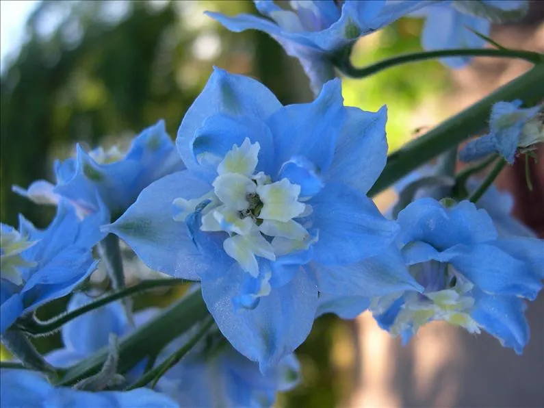 Campos de flores azules - Imagui