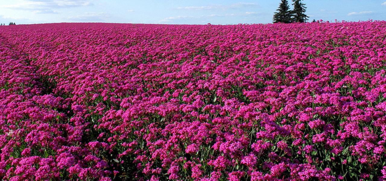 Los campos de flores impresionantes fotografías Blog De ...