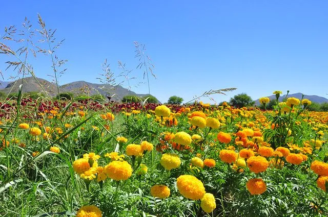 Campos de flores en Jimulco | Flickr - Photo Sharing!