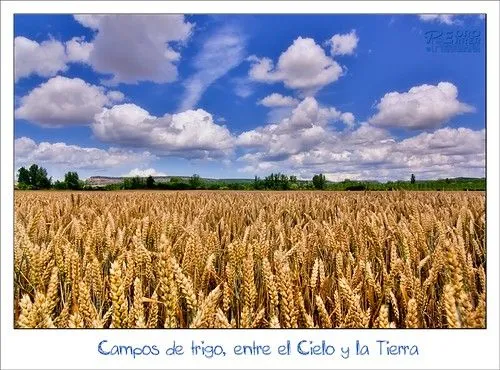 Campos de trigo, entre el Cielo y la Tierra. | Flickr - Photo Sharing!