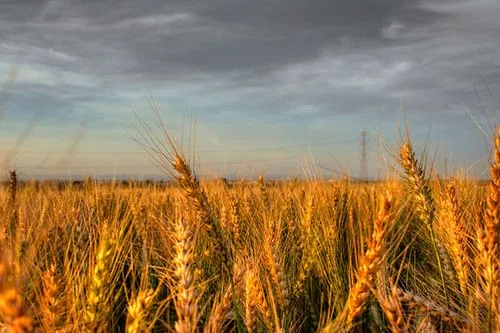 Campos de trigo - Imagui