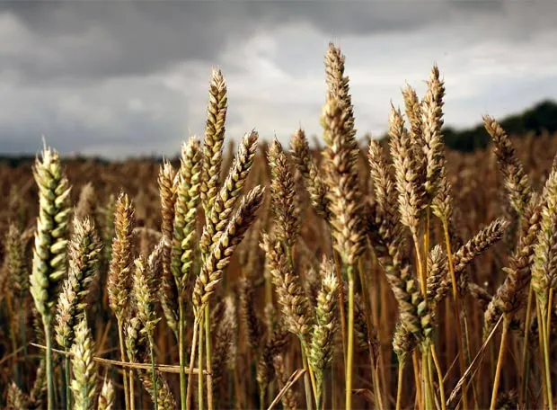 Campos de trigo - Imagui