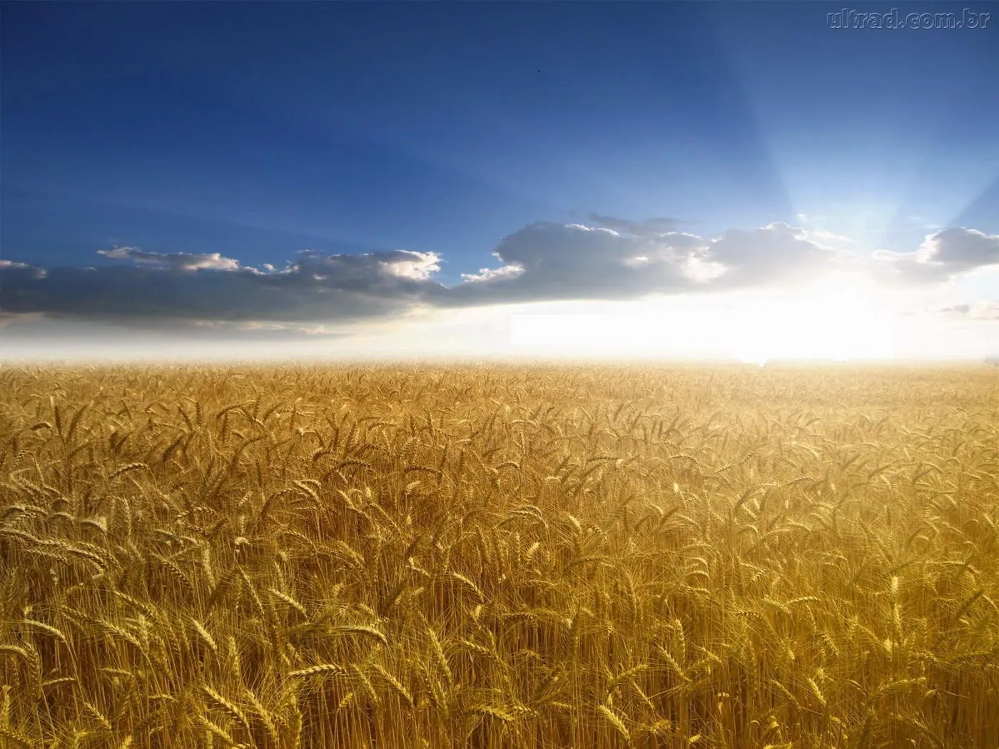 Campos De Trigo Oro Fondos Pantalla 1920x1200 Picture Pictures