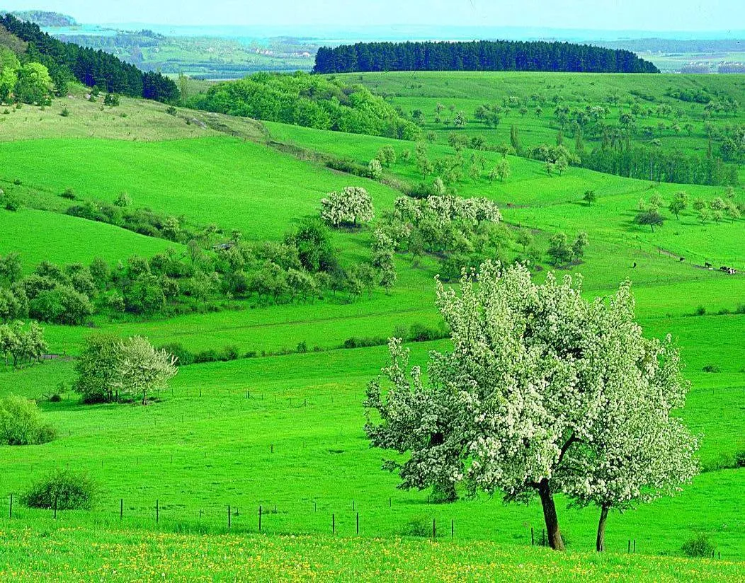 campos verdes