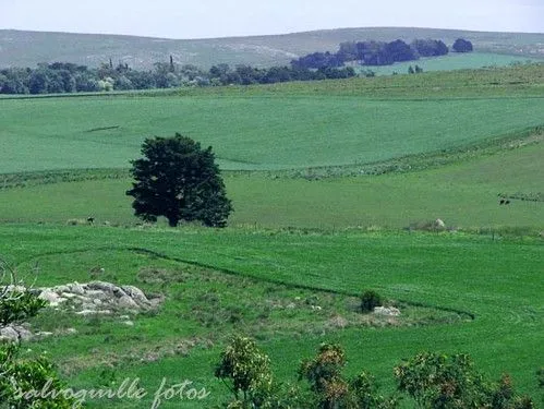 Campos verdes | Flickr - Photo Sharing!