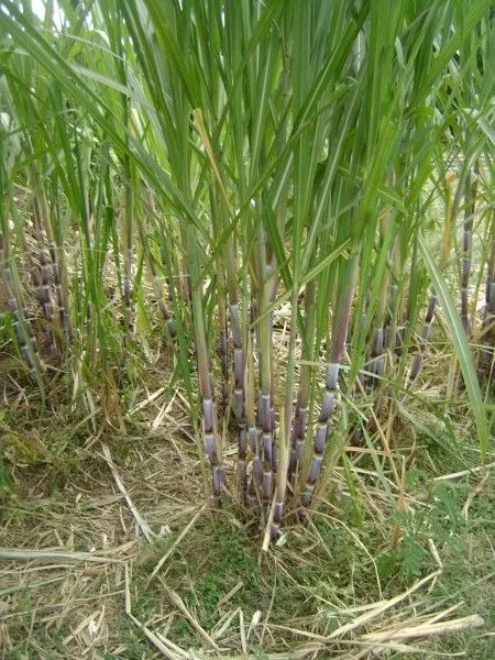 caña de azúcar