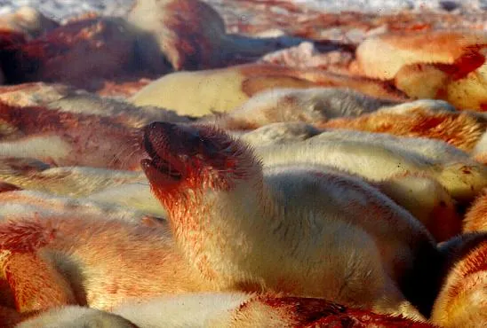 Canadá: la matanza de focas podría ser mayor éste año — Otro mundo ...