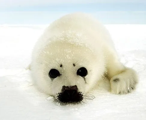  ... pocas semanas de que arranque la temporada de caza de estos animales