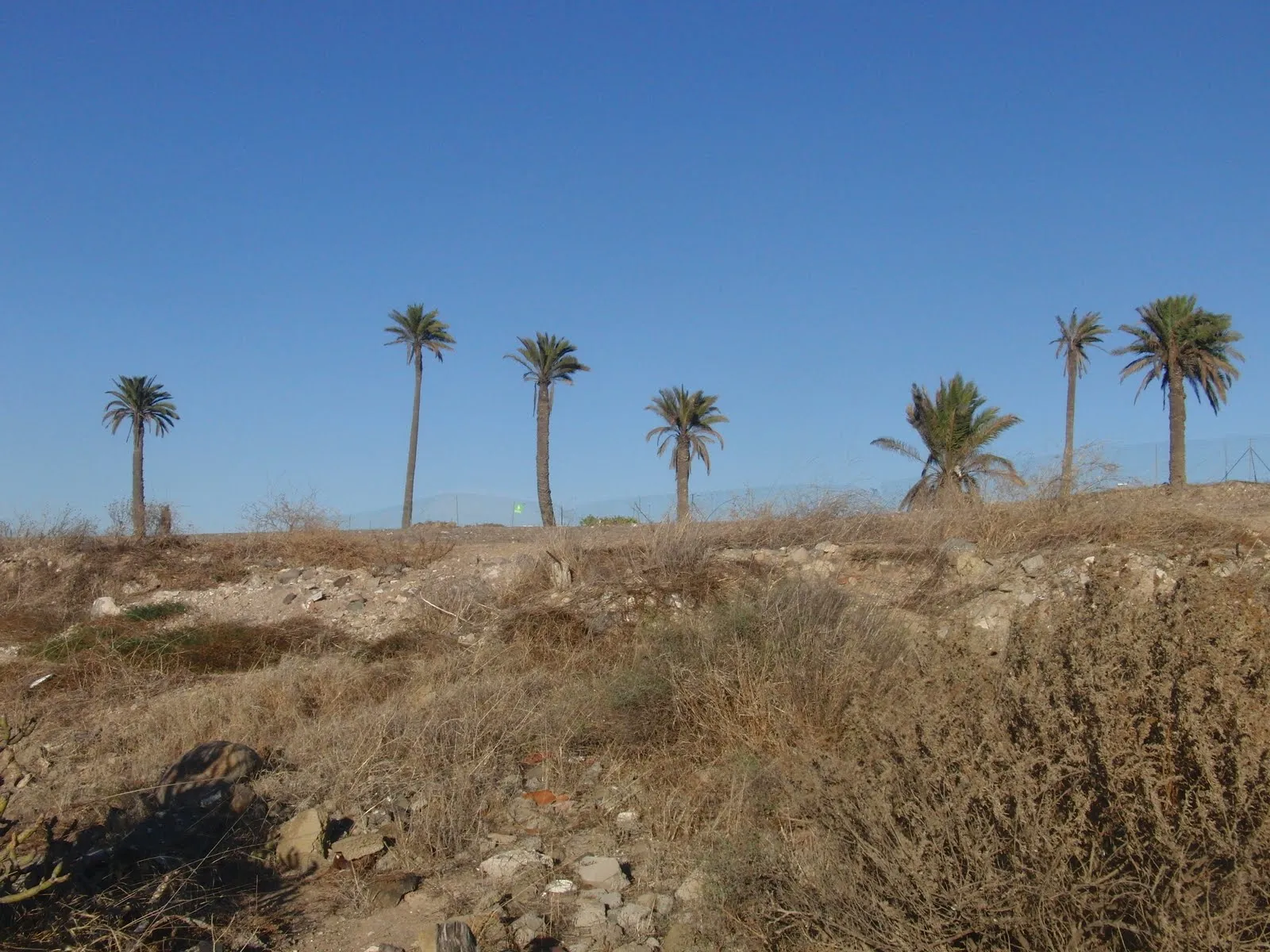 CANARIAS: HISTORIAS NATURALES.: 102. Siete Palmas: Grave señor del ...