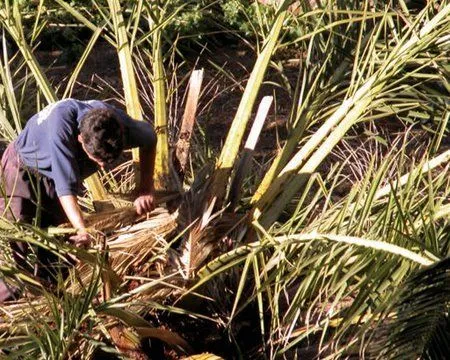 CANARIAS: MIEL DE PALMA DE LA GOMERA - CUADERNOS DE ETNOGRAFIA ...