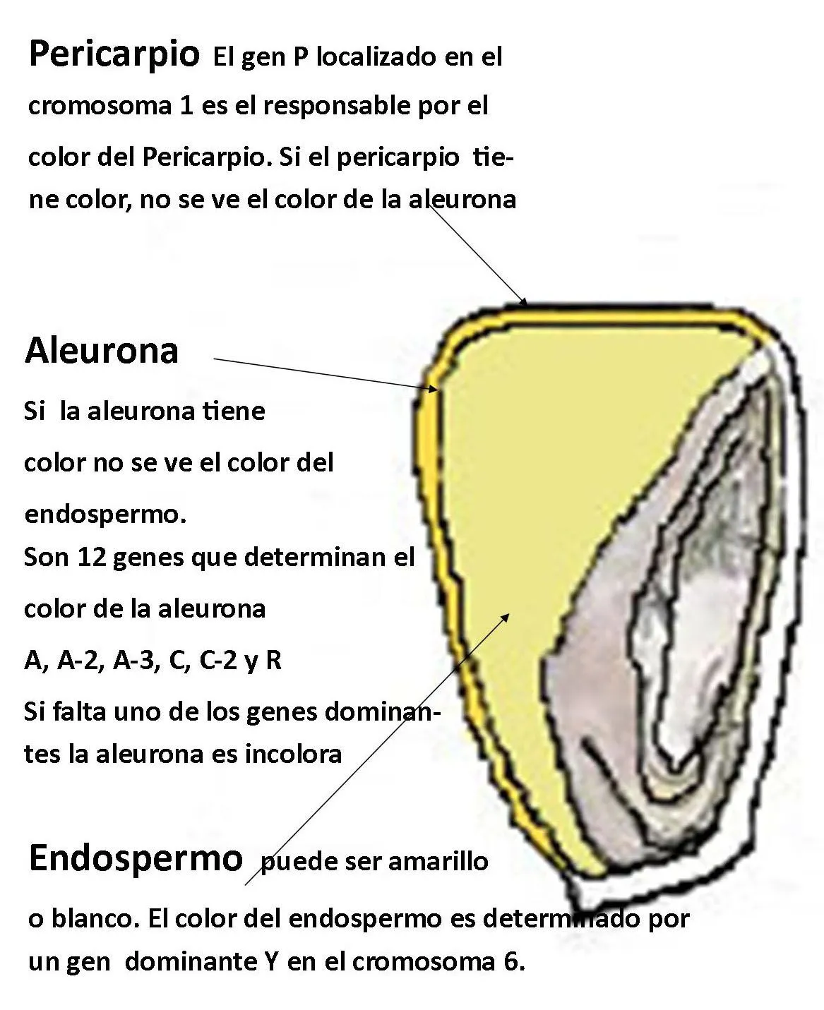 La Cancha de Shismay. La forma más deliciosa de consumir el Maíz ...