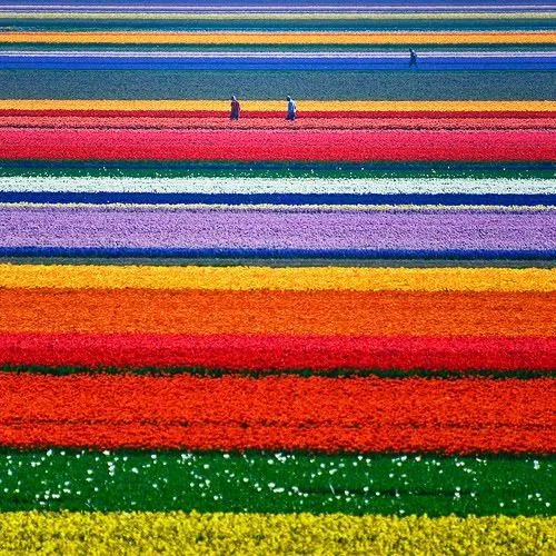 Campo de flores holanda - Imagui