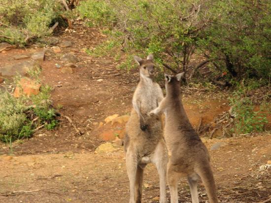 Canguros peleando - Picture of John Forrest National Park, Perth ...