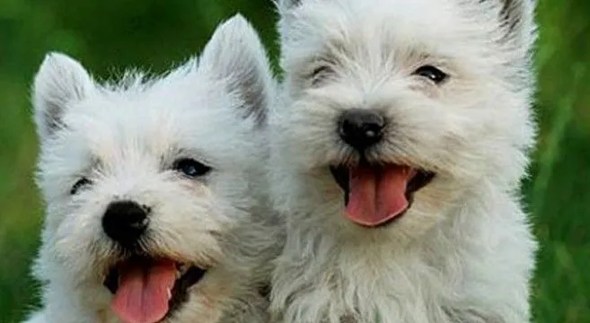 Cani di razza: West Highland White Terrier o Westie | Petpassion Blog