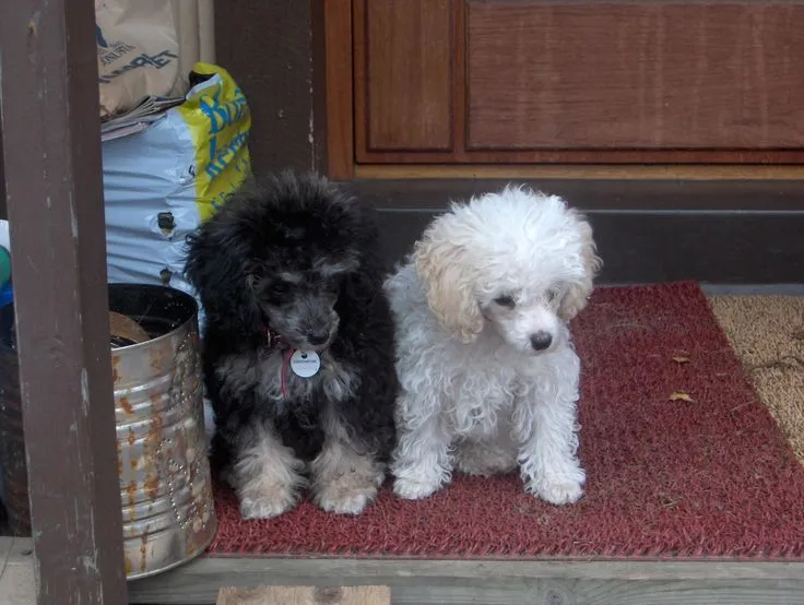 caniche toy / toy poodle http://es.wikipedia.org/wiki/Caniche http ...