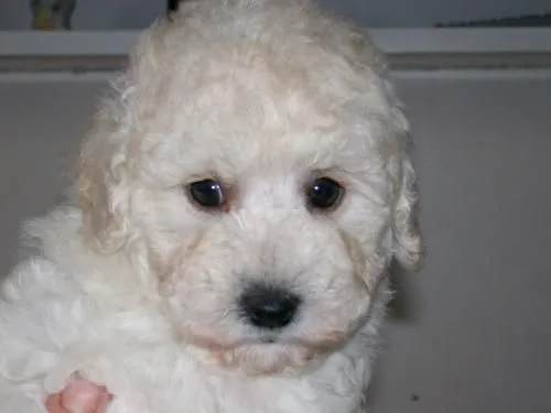 Caniches bebés - Imagui