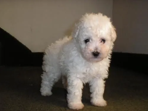 Caniches toy blancos re chiquitos - Buenos Aires, Argentina ...