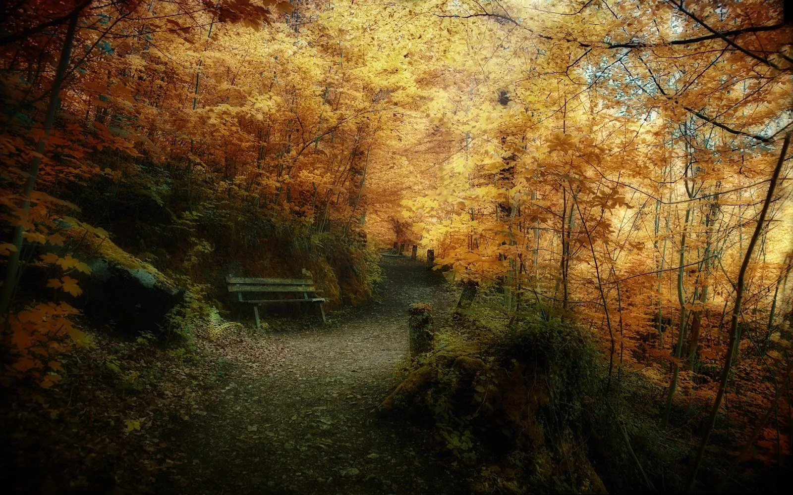 Canimando entre Bosques - Paisajes de Bosques | Fotos e Imágenes ...