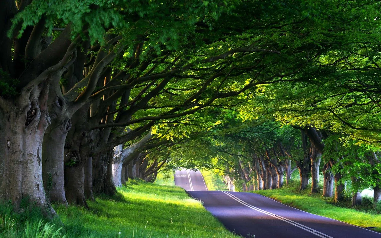 Canimando entre Bosques - Paisajes de Bosques | Fotos e Imágenes ...