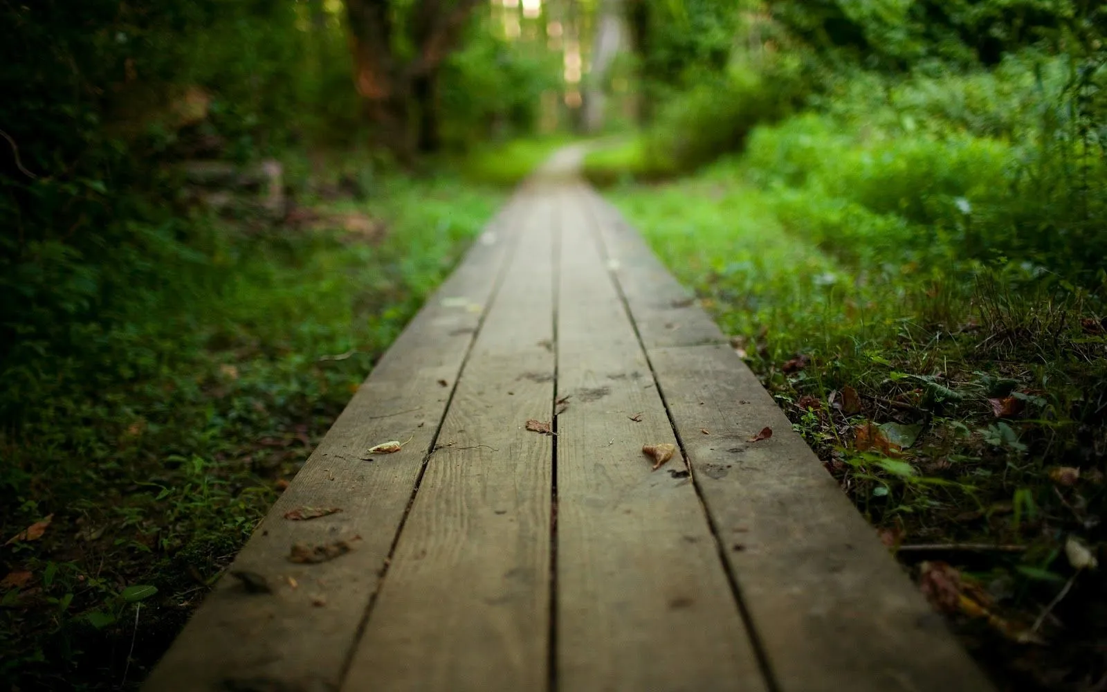 Canimando entre Bosques - Paisajes de Bosques | Fotos e Imágenes ...