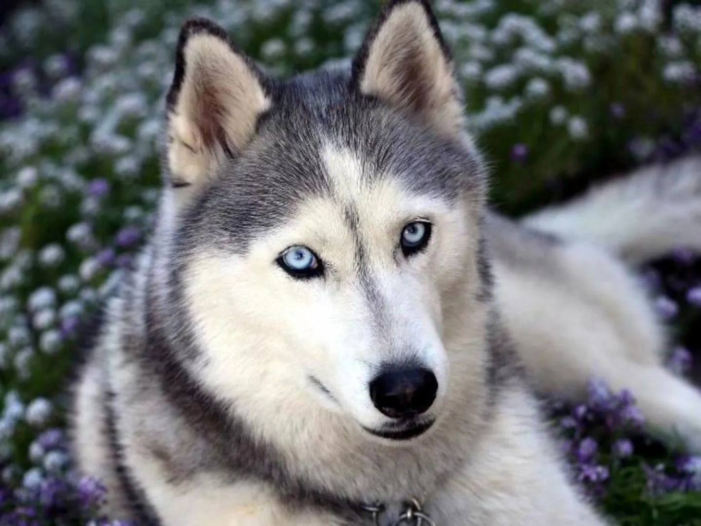 canine world: Perro lobo checoslovaco