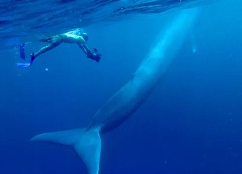 El canto de auxilio de la ballena azul